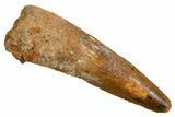 Fossil Spinosaurus Tooth - Real Dinosaur Tooth #326235-1